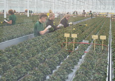 Medewerkers zoeken naar zaadjes en plukken deze uit het gewas.